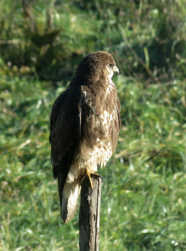 rapace a Fimon